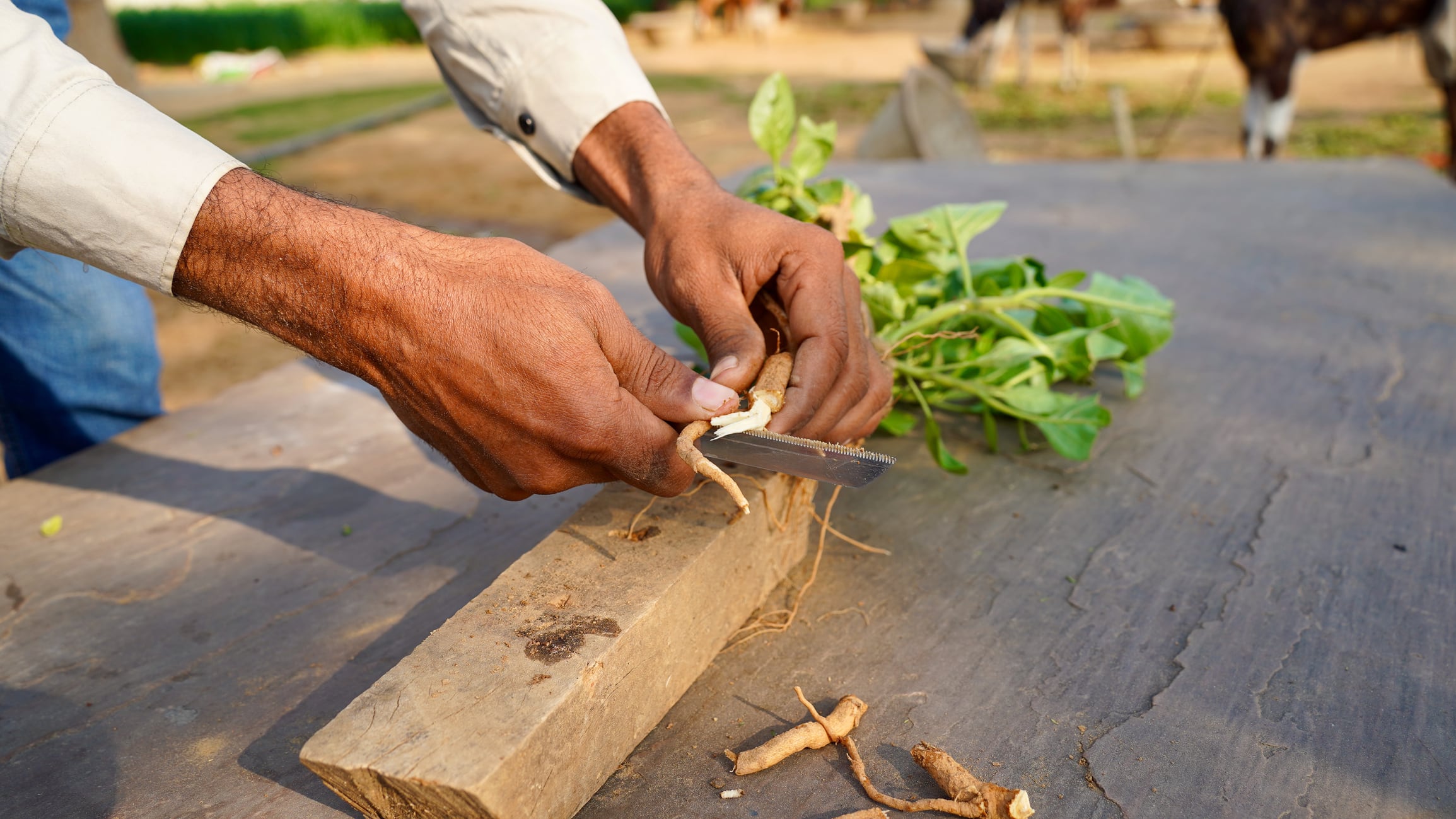 A person cutting or chopping ashwagandha roots on the ground. Withania somnifera, Indian ginseng, poison gooseberry, or winter cherry. Process of making ashwagandha powder, dry in sunlight at home