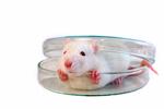 mouse2-istock-Maria-Bibikova.jpg