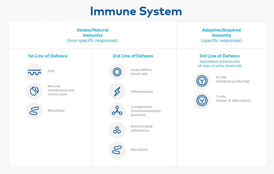 Figure-2-The-Immune-System-Structure-LARGE.jpg