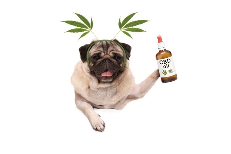 CRN files petition proposing way forward for CBD supplements; leaves foods/beverages to be dealt with ‘later’