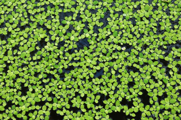New-duckweed-protein-firm-signs-development-deal.jpg