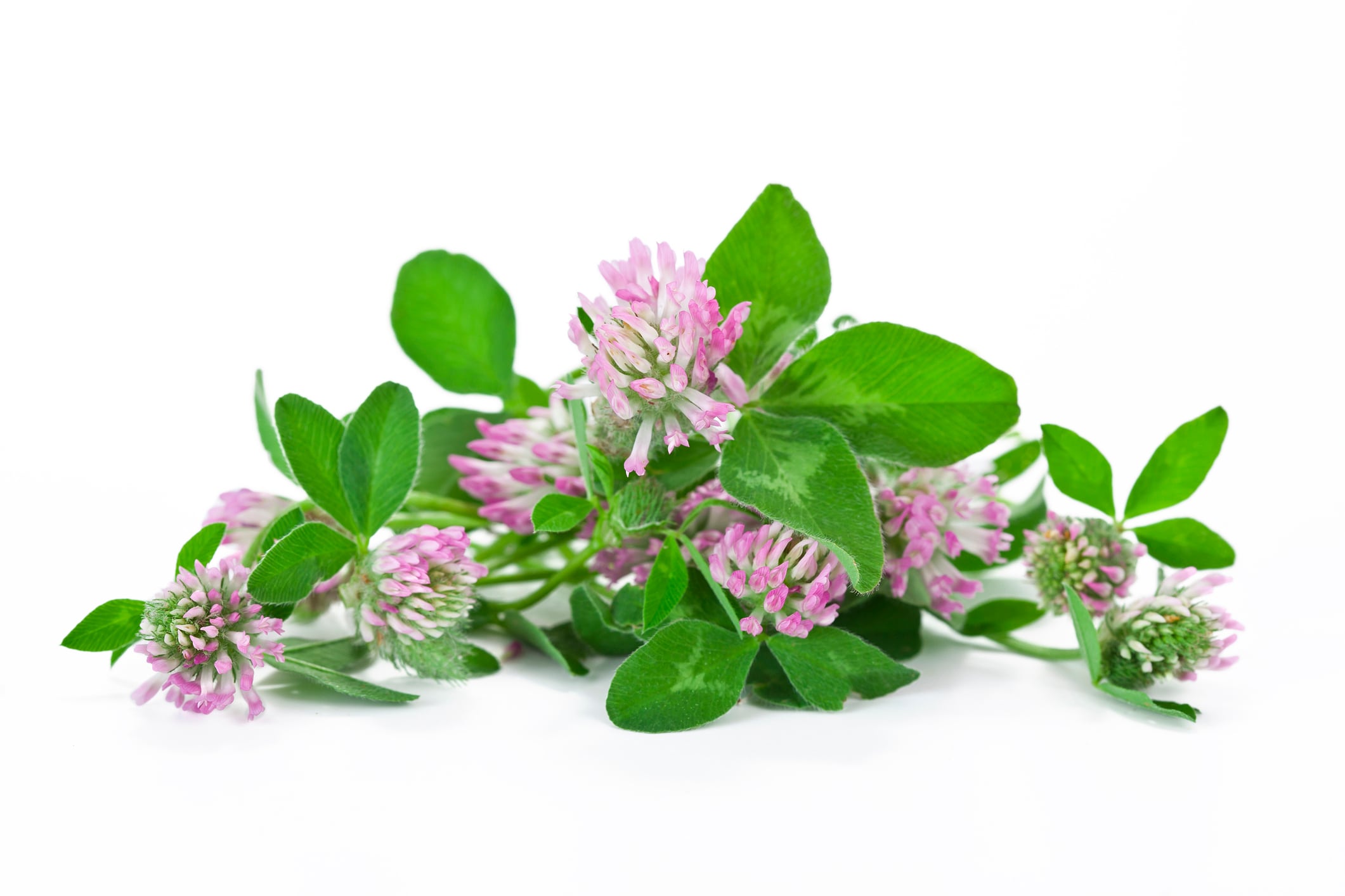 Fermented-red-clover-extract-could-reduce-menopausal-muscle-loss.jpg