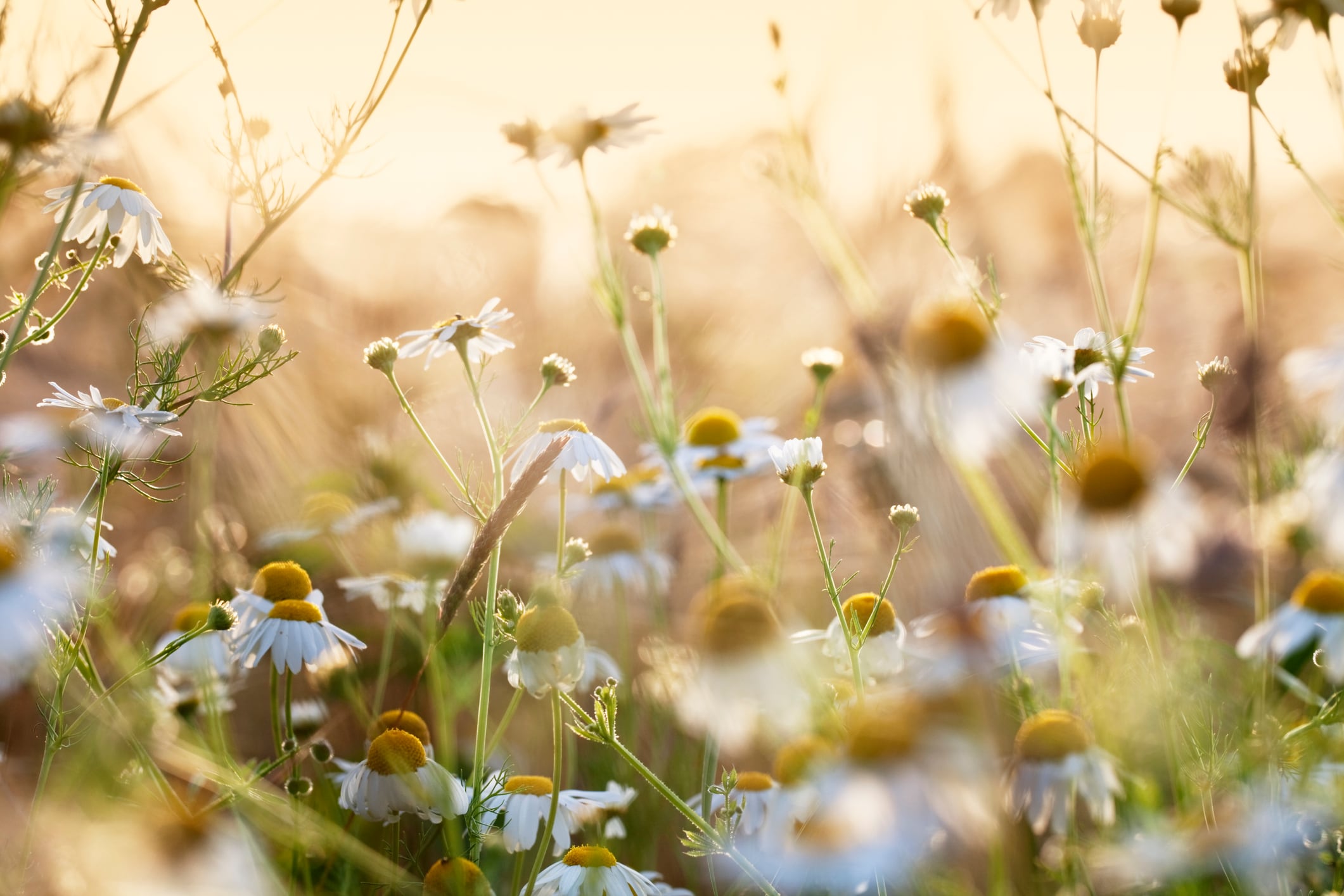 The erosion of predictability: Climate change and the botanical supply chain