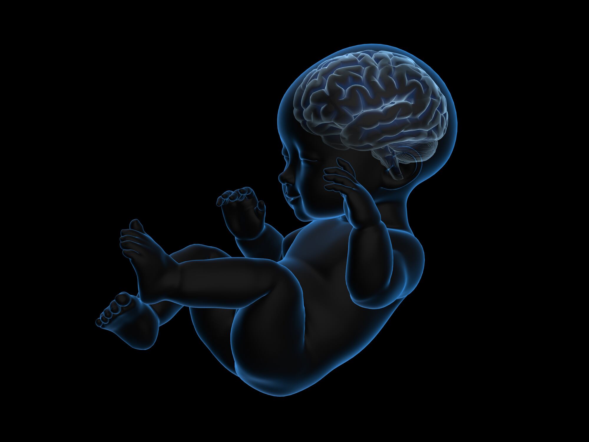 Fish oil may buffer offspring brain changes caused by maternal high-fat diet