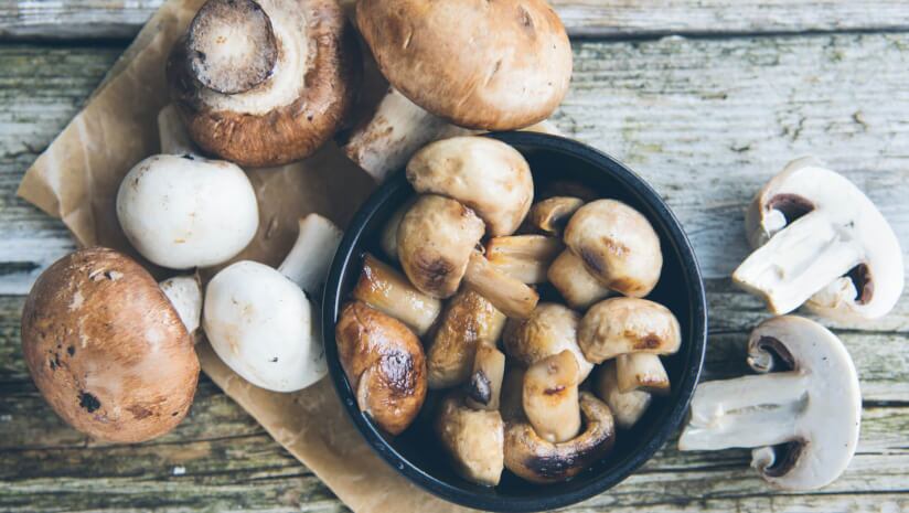 M2 Ingredients launches US-made mushroom extracts to meet growing demand