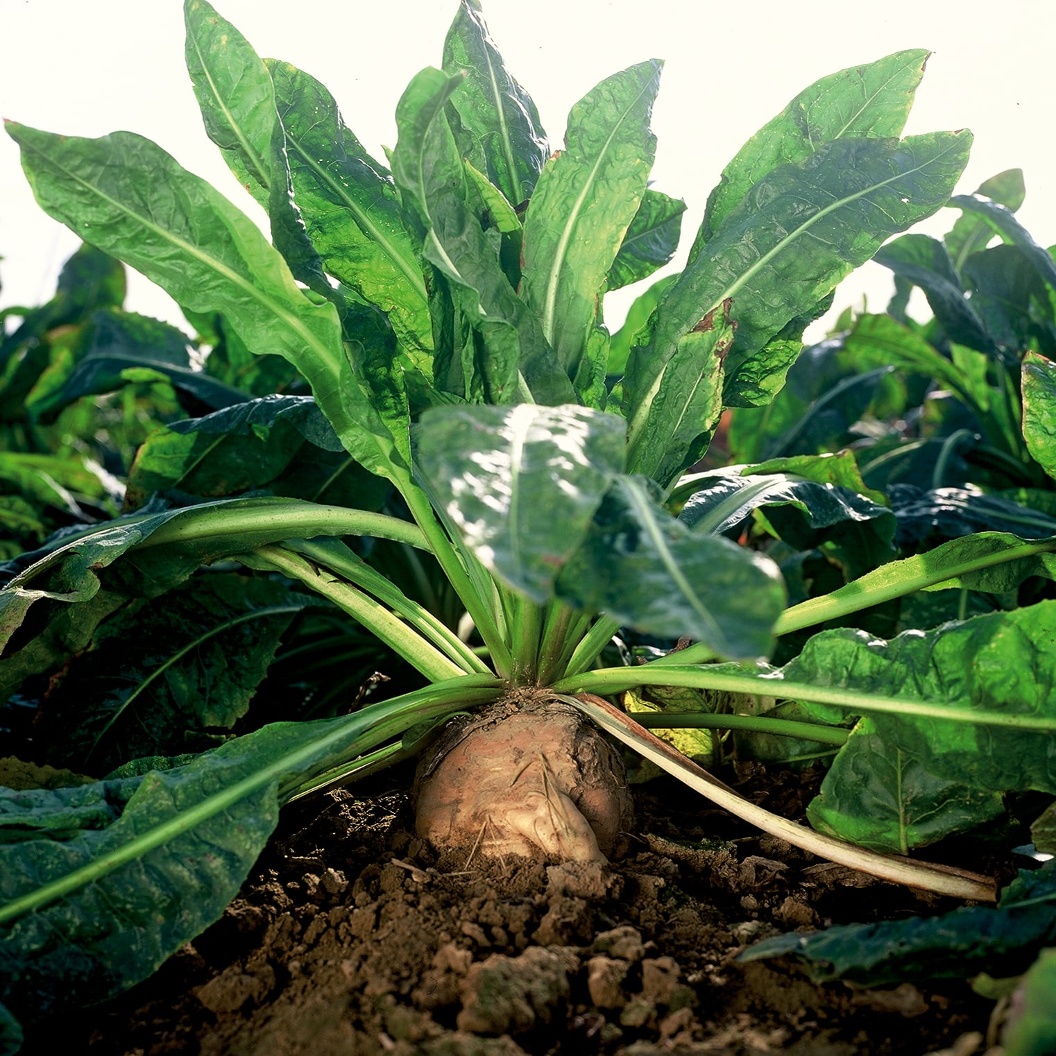 Study backs prebiotic chicory fibre to maintain children's good bacteria, even after antibiotic use