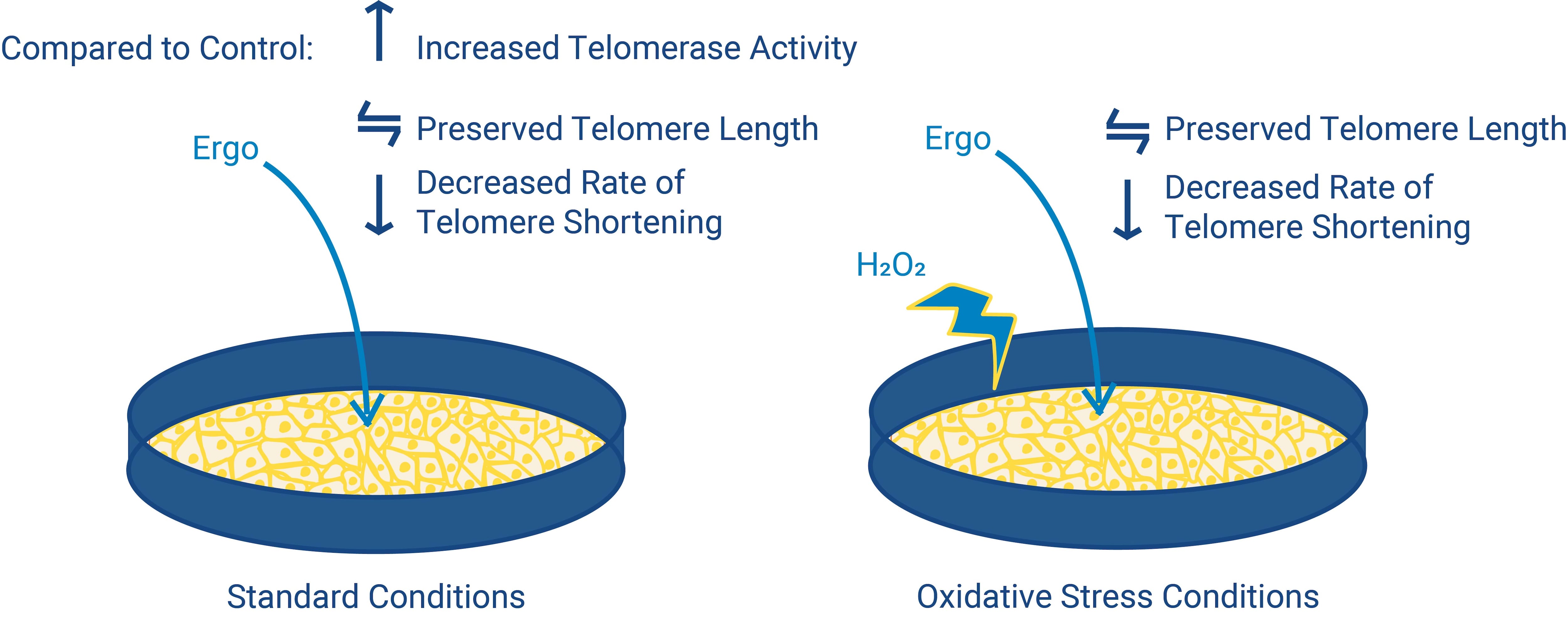 Fig-2-for-Health-Aging-Ergo-Article.jpg