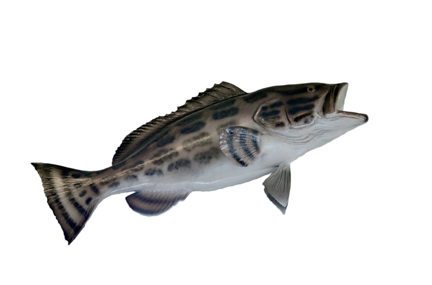 black-grouper-fish.jpg