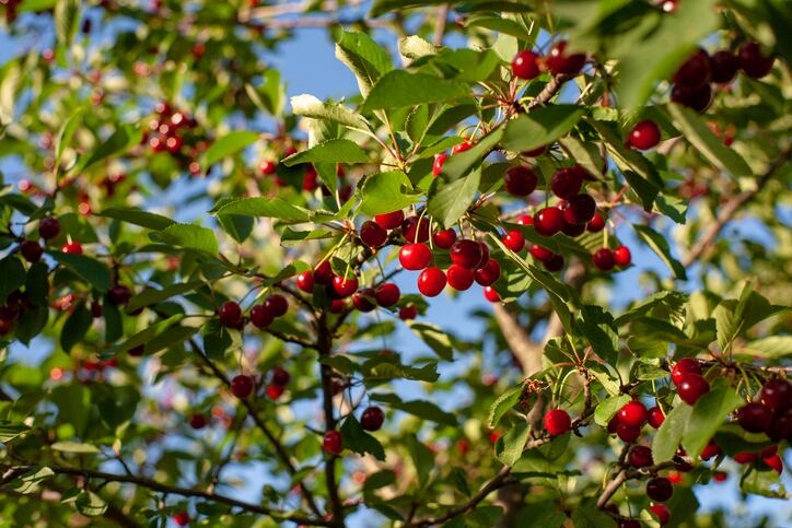 Supplier debuts concentrated acerola extract with high level of ‘natural’ vitamin C