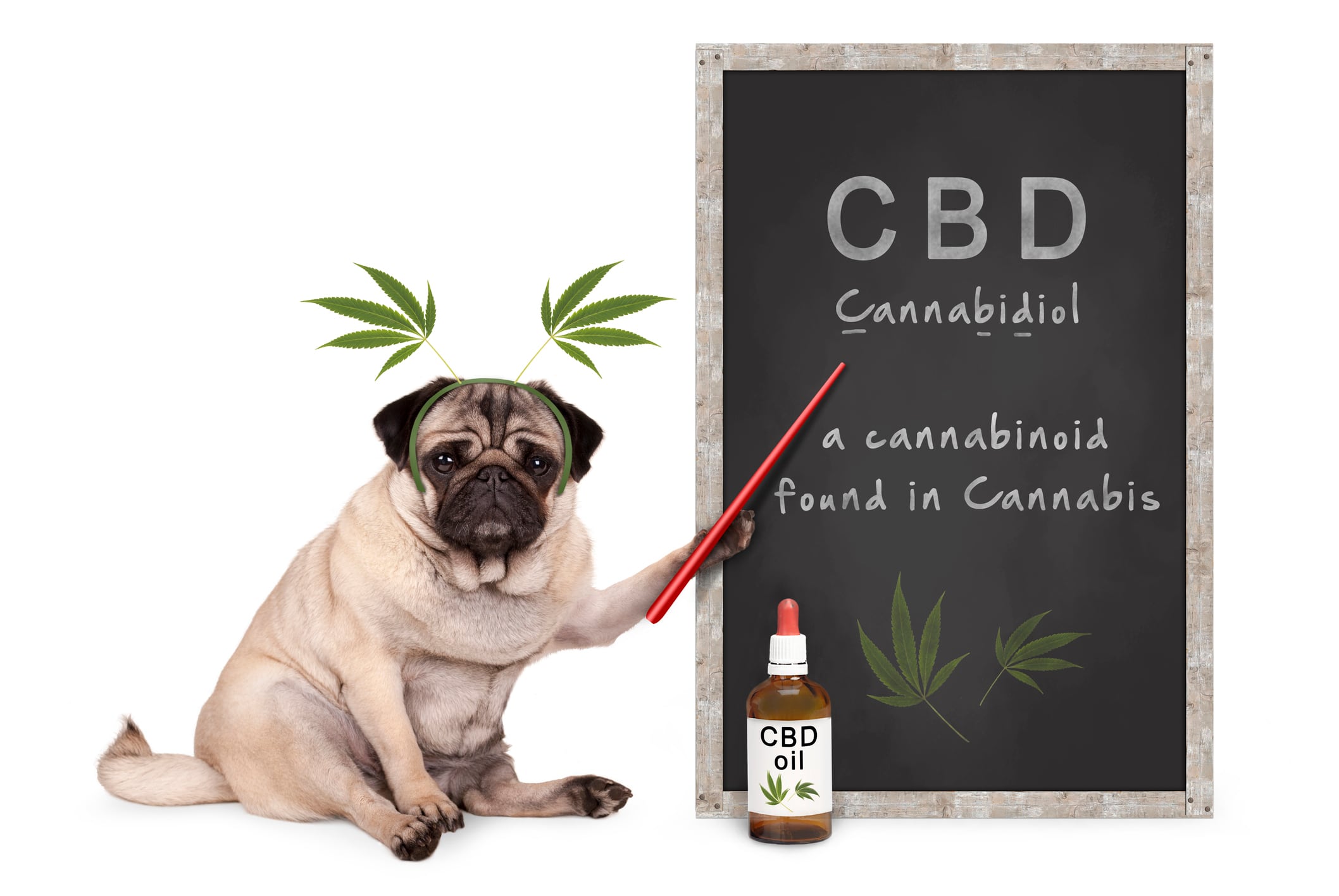 New survey offers insight on the explosion of CBD in the pet space