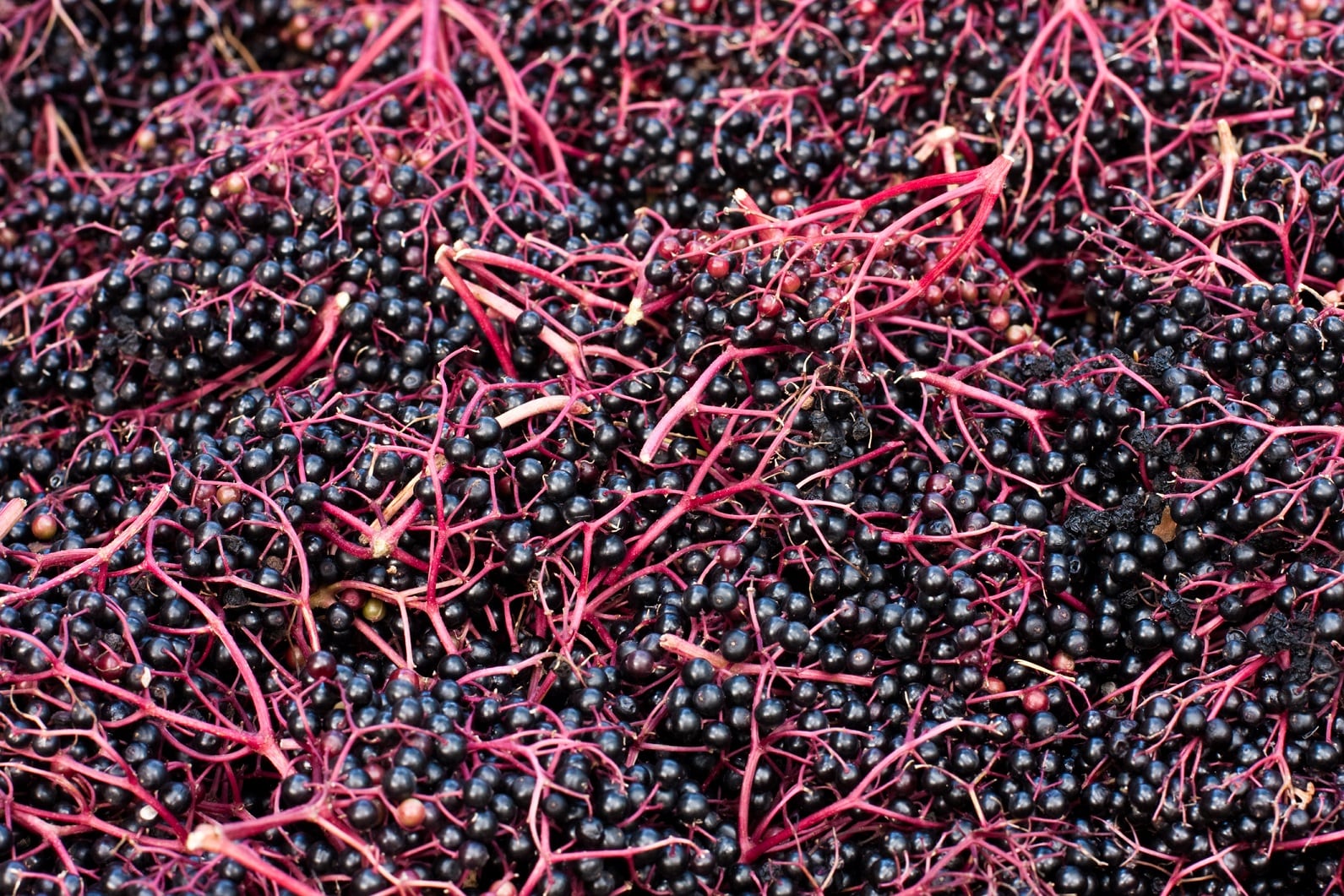 USP-to-hold-forums-on-elderberry-standards-pyrrolizidine-alkaloids.jpg