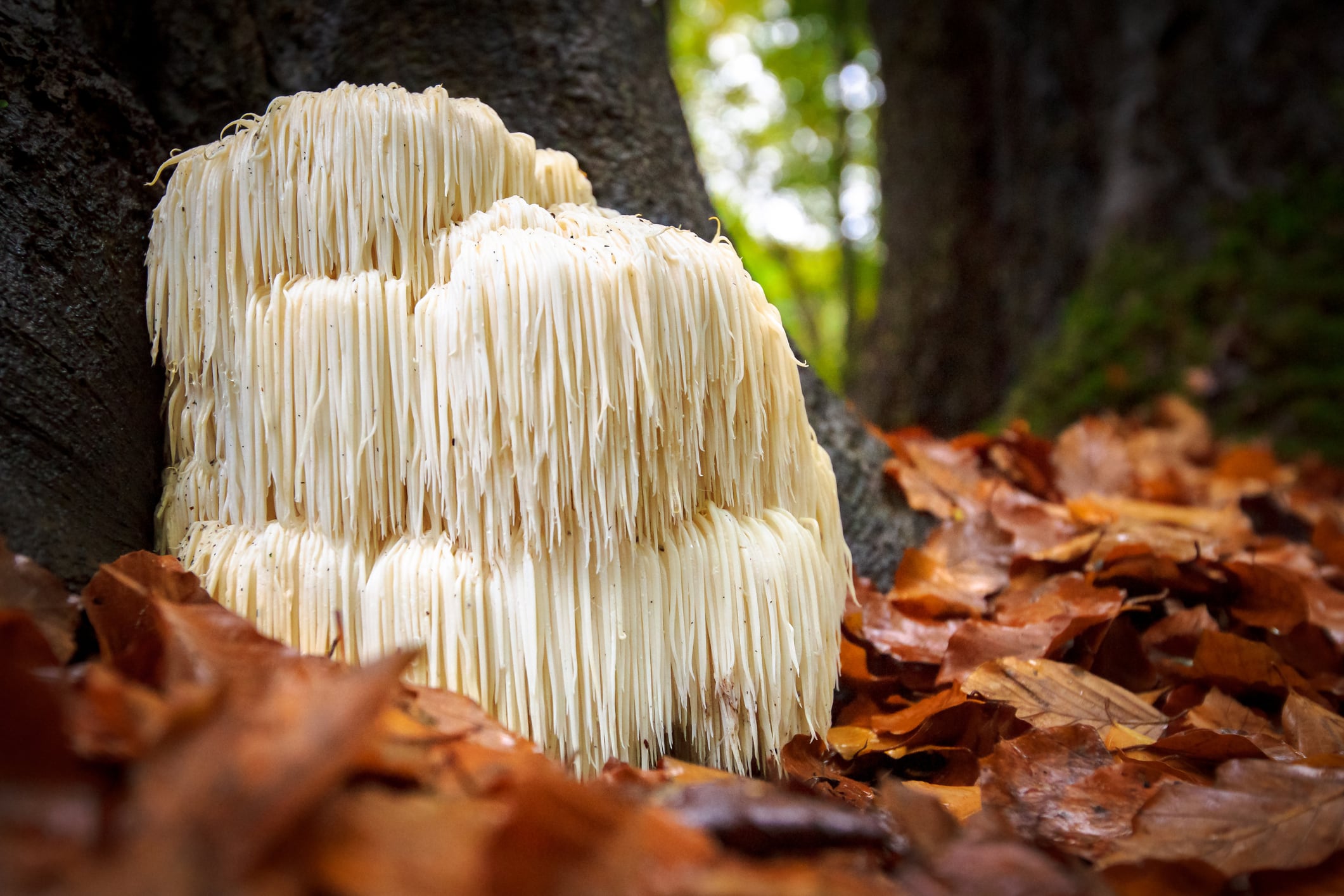 Lion's mane spores 450% Google search growth