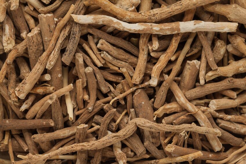 Ashwagandha-botanical-herbal-plant-iStock-ziprashantzi.jpg