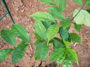 Salacia-plant.jpg