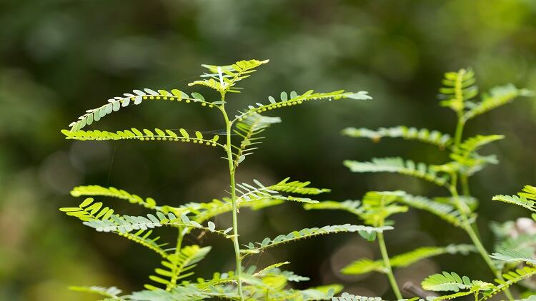 Oil palm leaves, Gale-of-the-wind…Malaysia supplement firm to ramp up R&D efforts on local plants with IPO proceeds