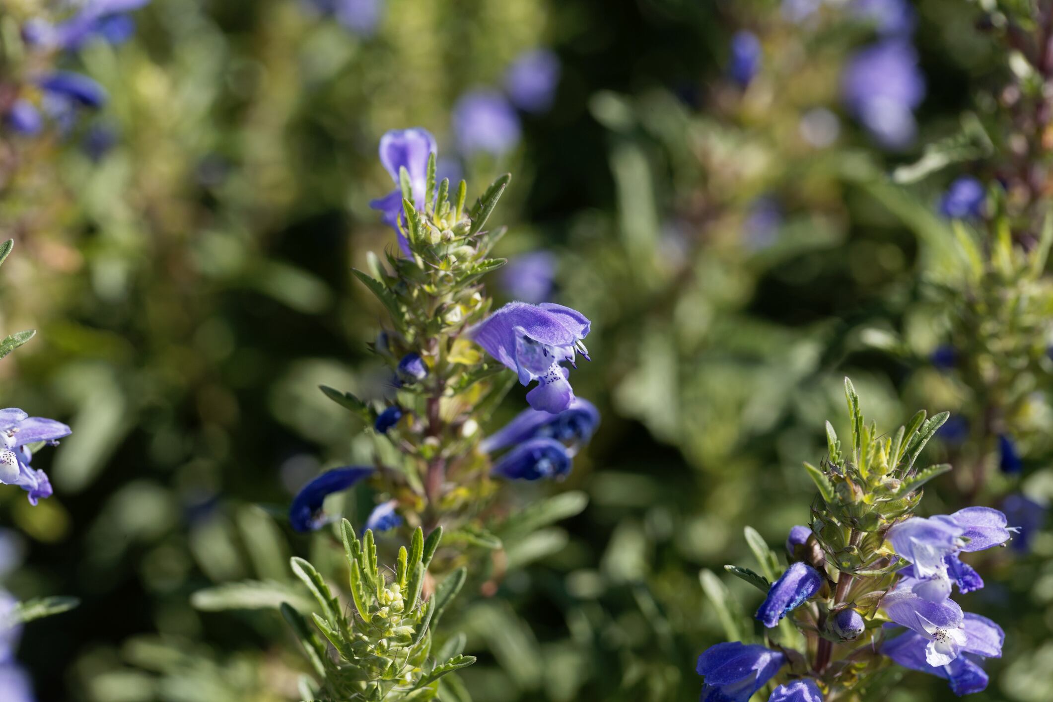 Moldavian dragonhead extract reduces key aging skin markers