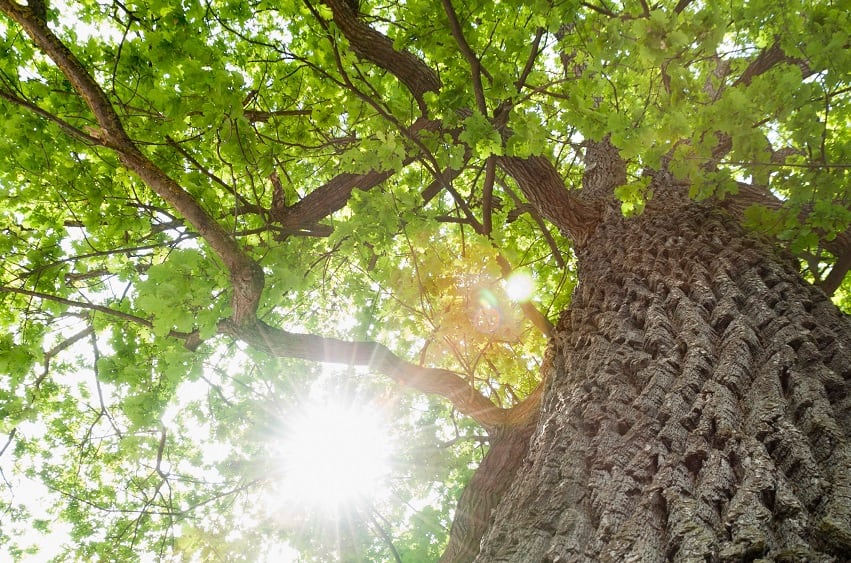 french-oak-tree-Robuvit-only.jpg