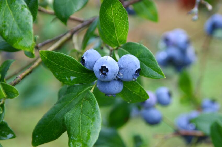 UK-US team reveal ‘special relationship’ between blueberries and CV benefits  