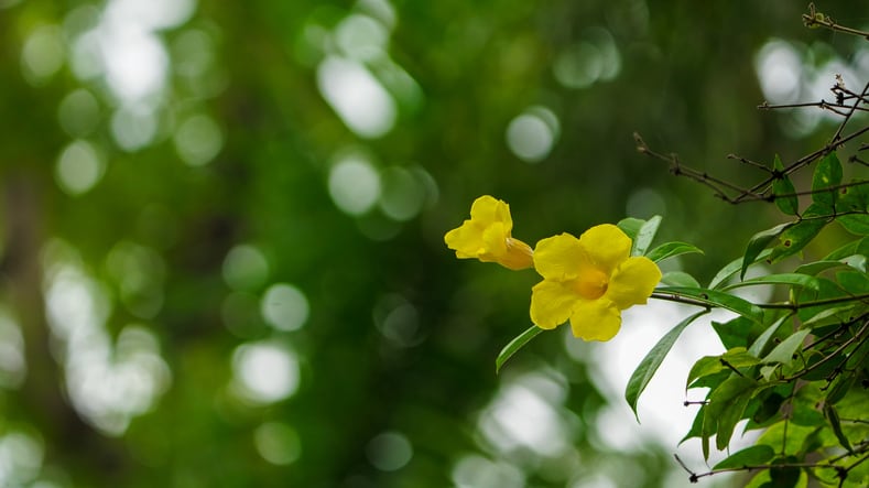 New year, same problem: FDA issues tejocote root warning, finding the supplements adulterated with poisonous plant 