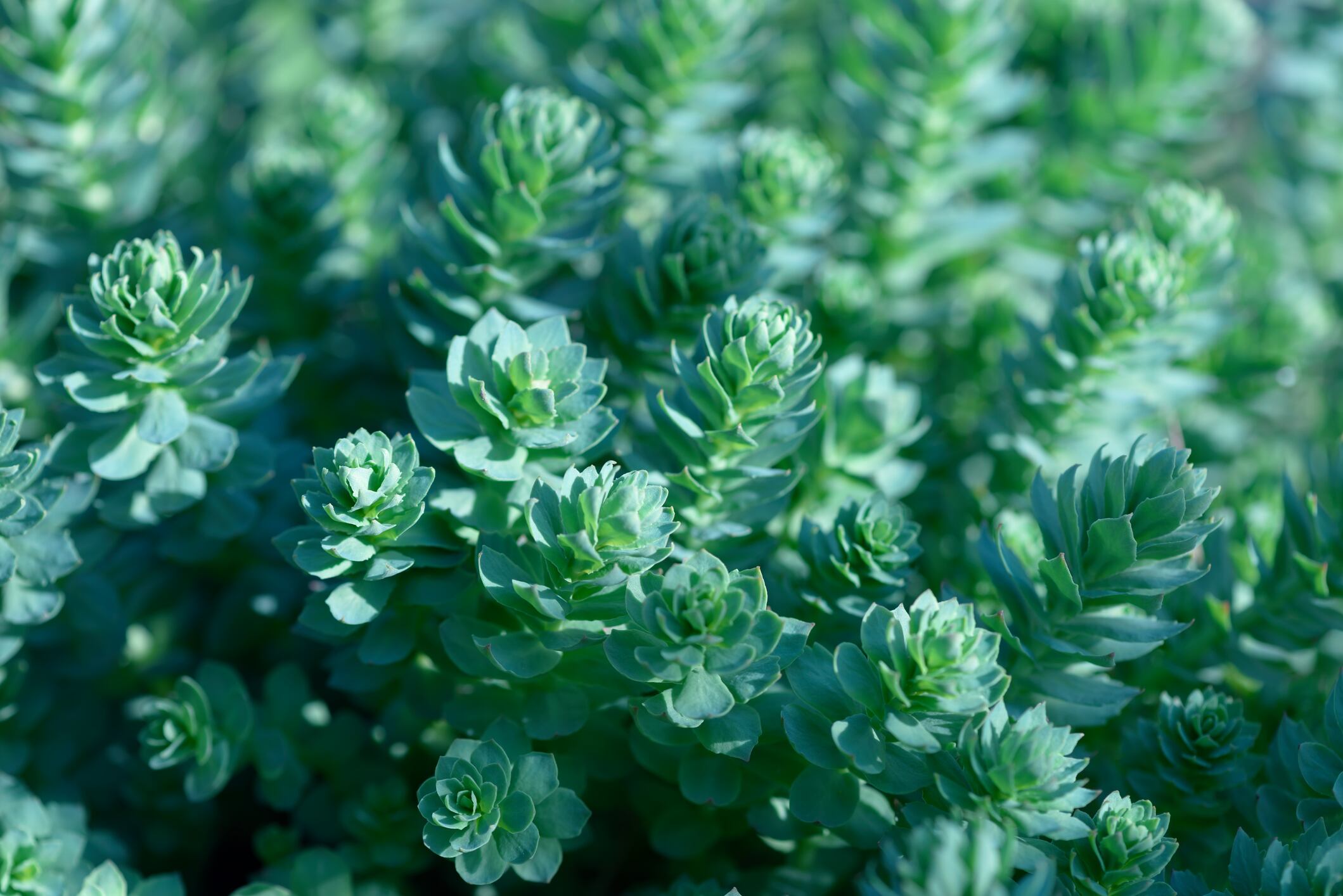 Cultivated-Rhodiola-rosea-extract-bearing-fruit-for-Nektium.jpg