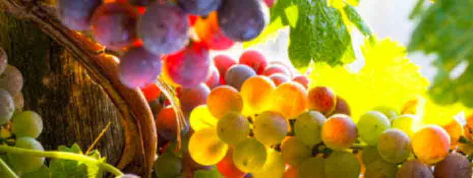 Crystalline-grape-sugars-How-a-technological-advance-created-a-natural-GMO-free-sweetener.jpg