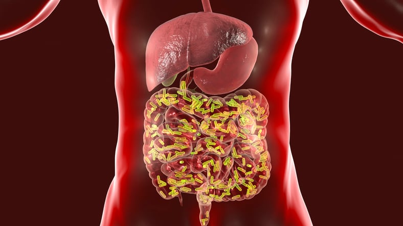 Study: Medications accumulate in the gut, alter microbiome