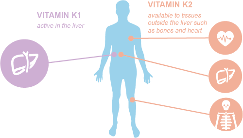K1-vs-K2.png