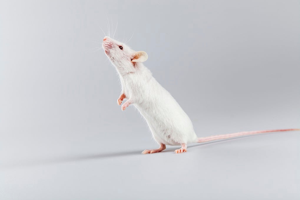 Lab-mouse.jpg