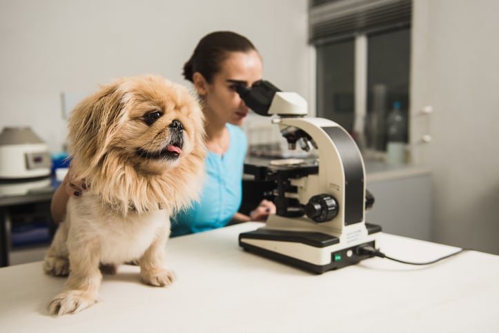 Personalized nutrition: The ‘holy grail’ of pet industry 