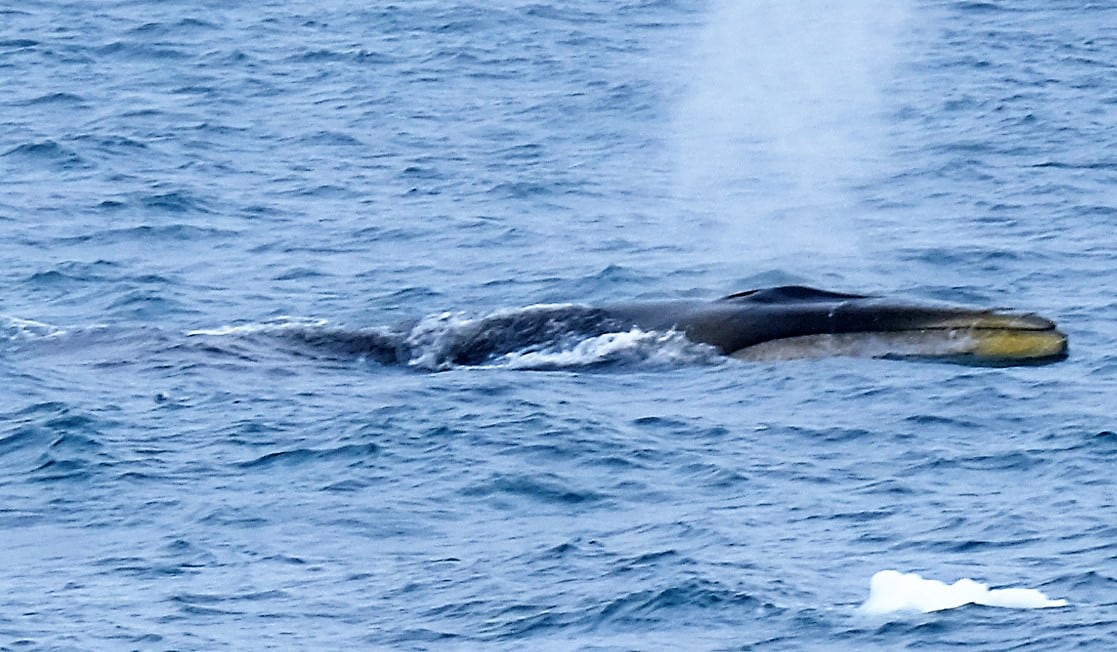 Finn-Whale_1.jpg