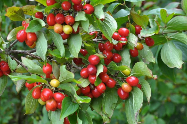 Research reveals how ripening impacts active compounds in cornelian cherry 