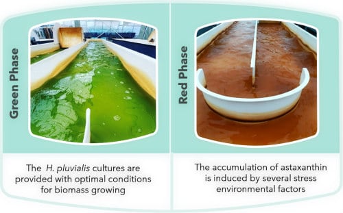 Two-stage-culture-process-green-and-red-phase.jpg