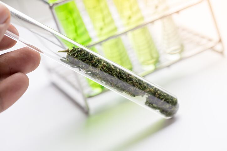 Germany identified as future pacesetter in buoyant European CBD market