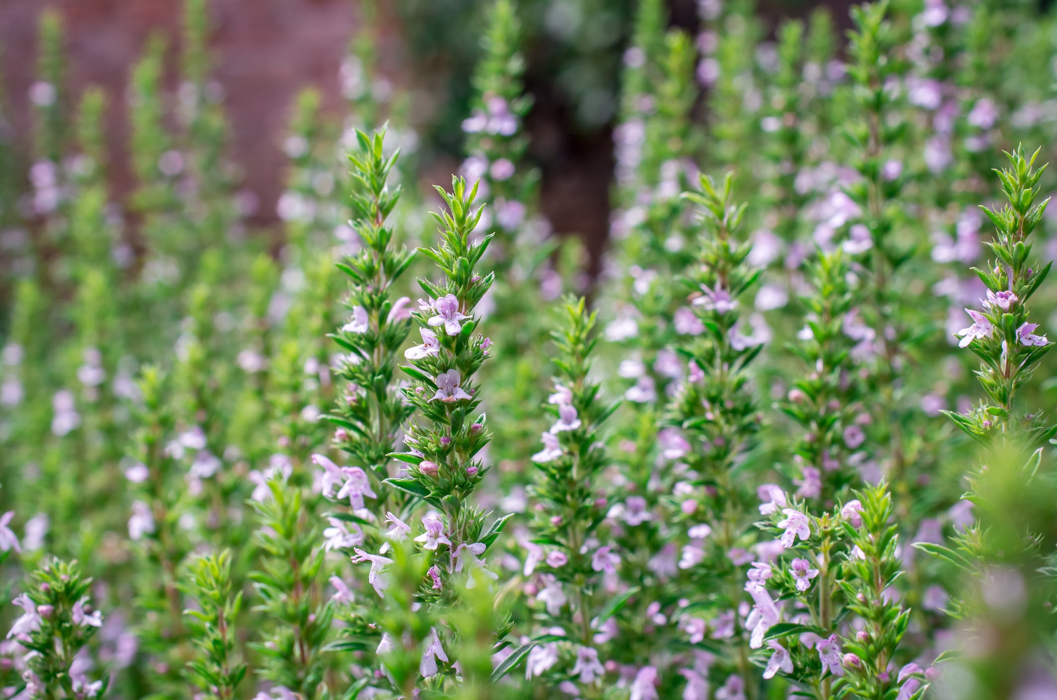 Thyme and oregano compounds may activate autophagy and promote healthy aging