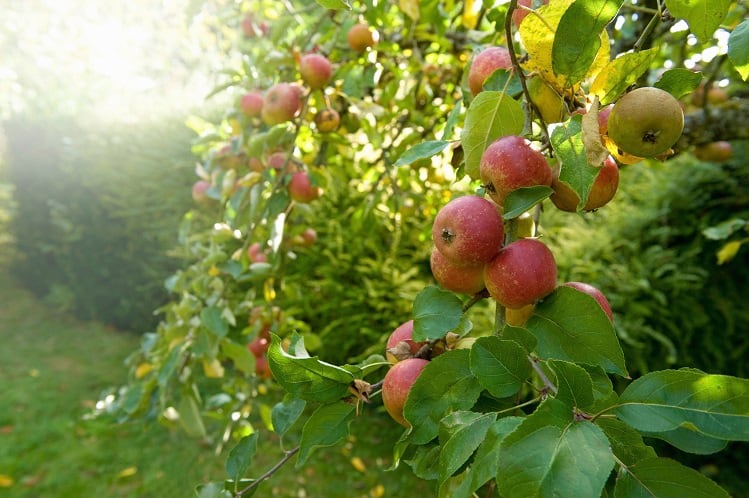 Liver-benefits-of-apple-pomace-byproduct-of-juice-making-studied-in-rats.jpg