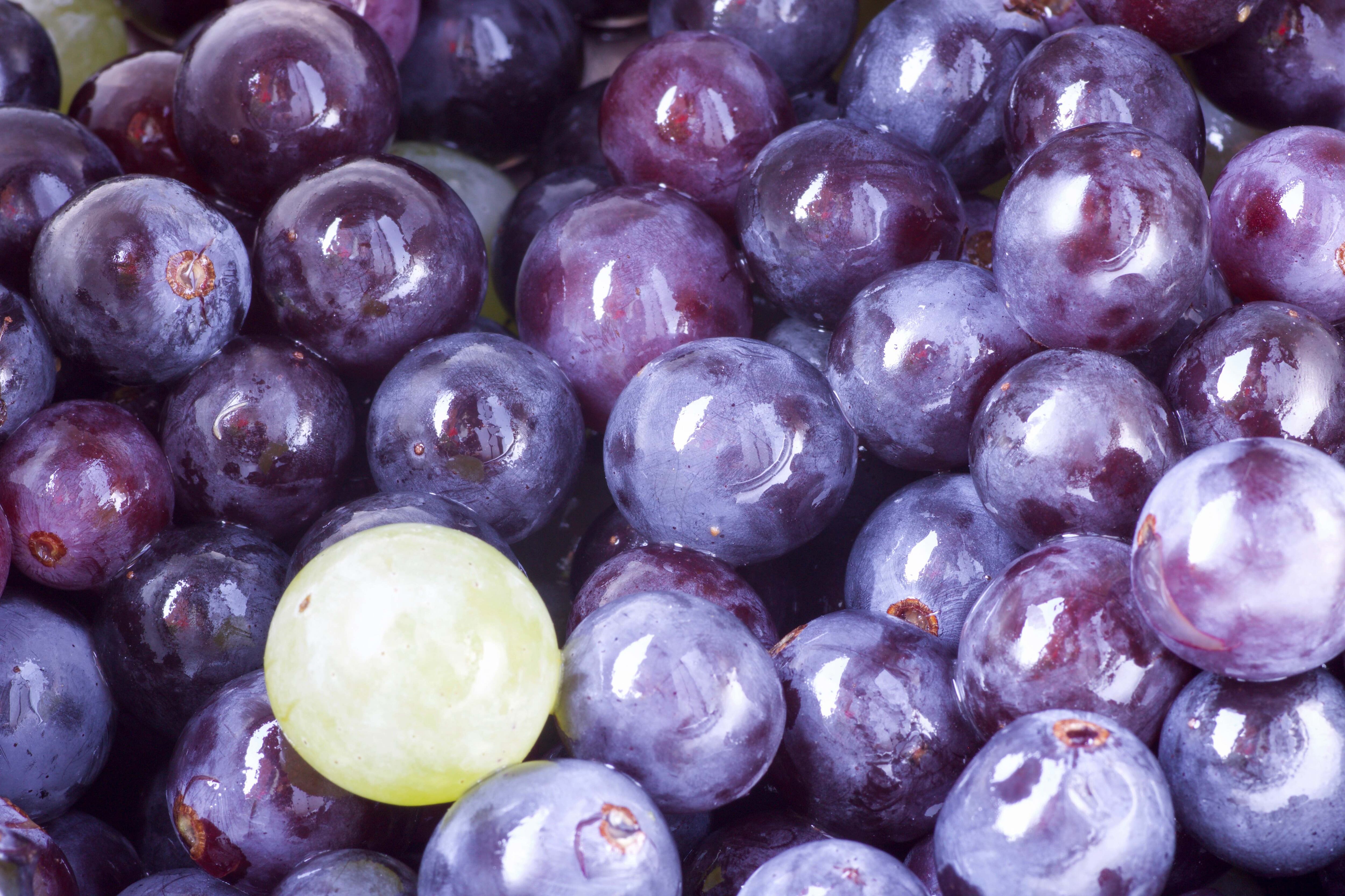 Review-backs-role-of-grape-polyphenols-in-sports-performance.jpg