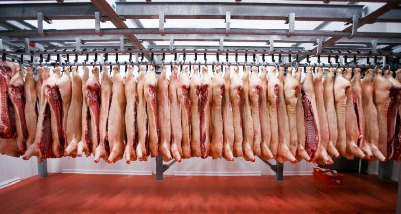 Method-turns-pig-blood-into-protein-powder-for-supplements.jpg