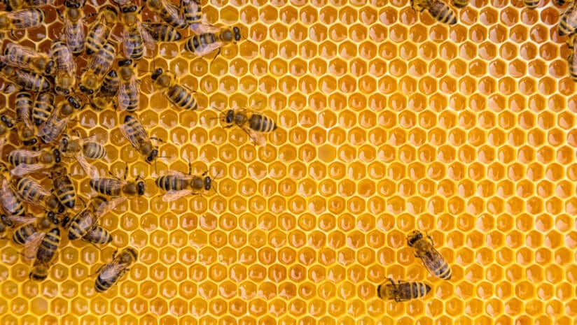 Could honey sweeten performance and recovery outcomes in the military?