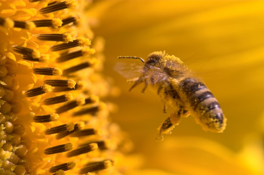 Bee pollen a 'treasure trove' of metabolites as nutrient update raises safety considerations 