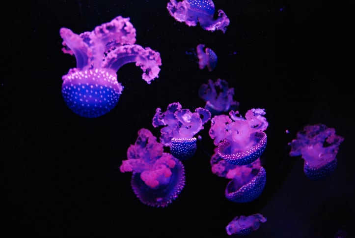 Jellyfish collagen for brain health: Why Longevity By Nature calls it a ‘true category disruptor’