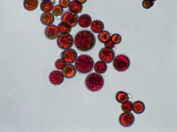 Algatech-partners-with-new-personal-care-products-firm-for-astaxanthin-topicals-in-US-market.jpg