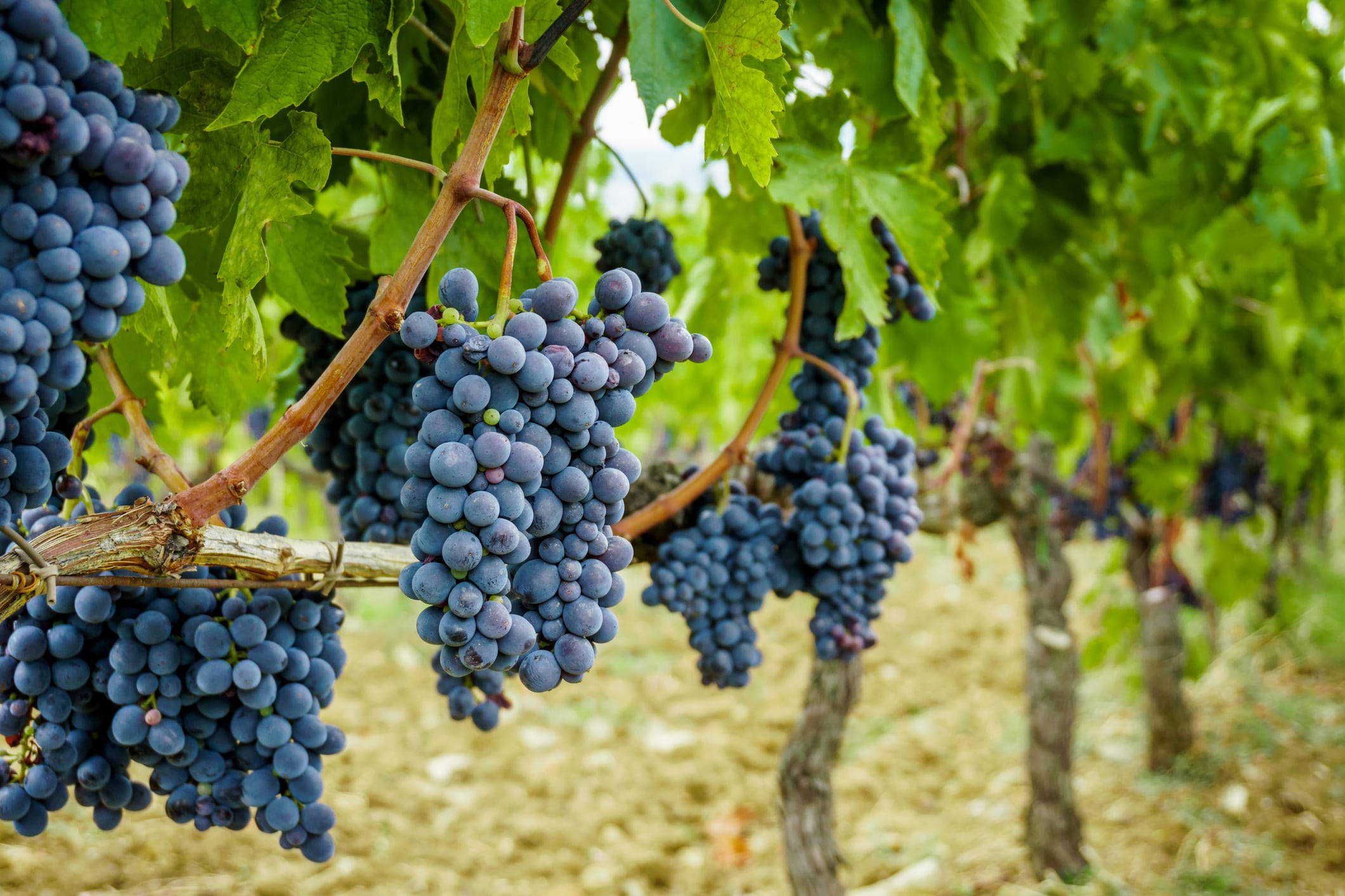 BAPP grape seed lab document builds case for branded ingredients, supplier says