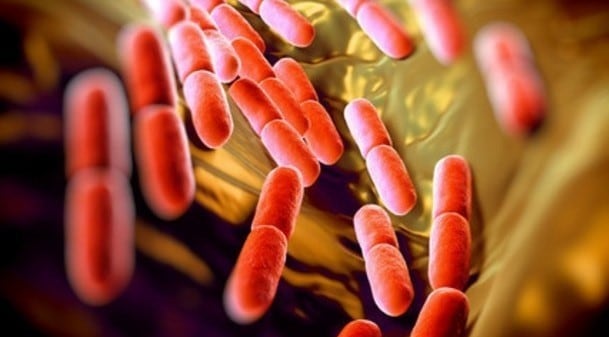 NovoBiome & INRAE team up again to probe host-microbiota relationships