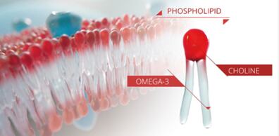 Picture-2-cell-membrane-and-KO-molecule.png