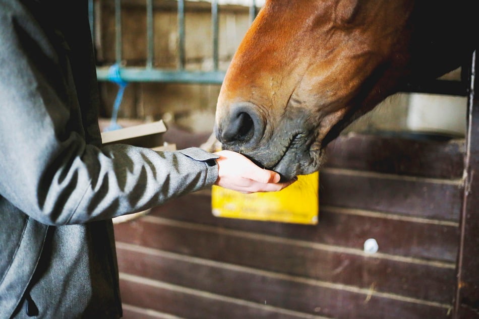 Zoetis-expands-animal-nutrition-business-with-acquisition-of-Platinum-Performance.jpg