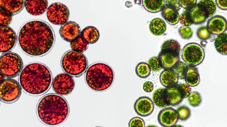 NOW-calls-out-significant-failings-in-astaxanthin-supplement-quality.jpg