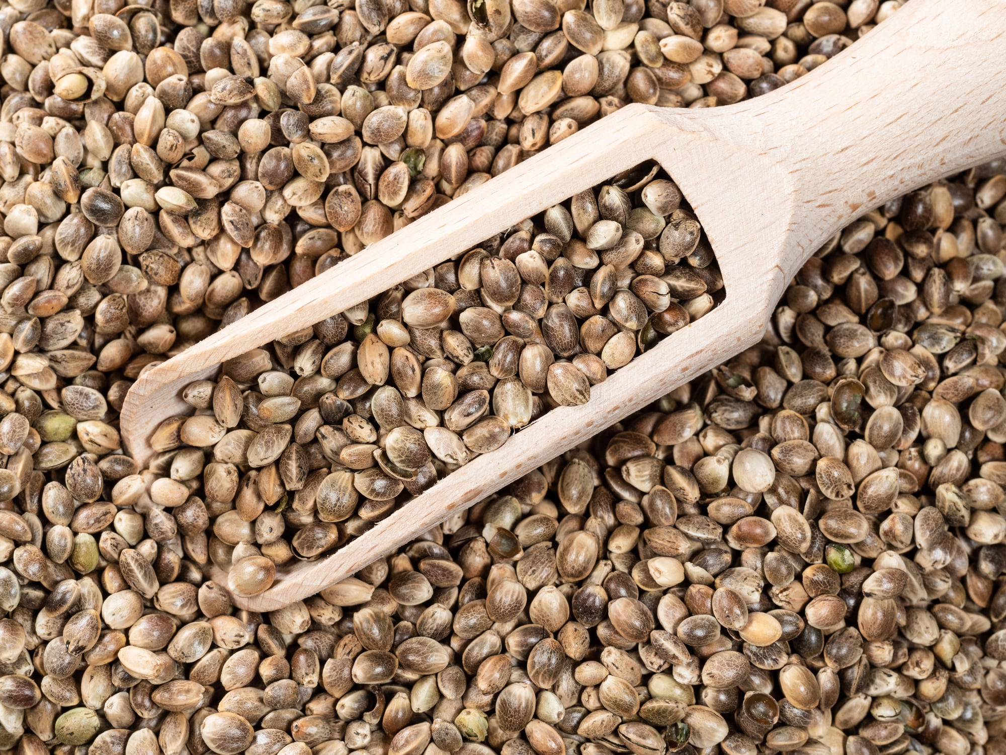 top view of wooden scoop on unpeeled hemp seeds closeup