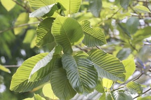 AKA says it can see signs that government position on kratom is evolving