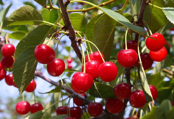 Research ranks polyphenol-rich supplements based on density of bioactives