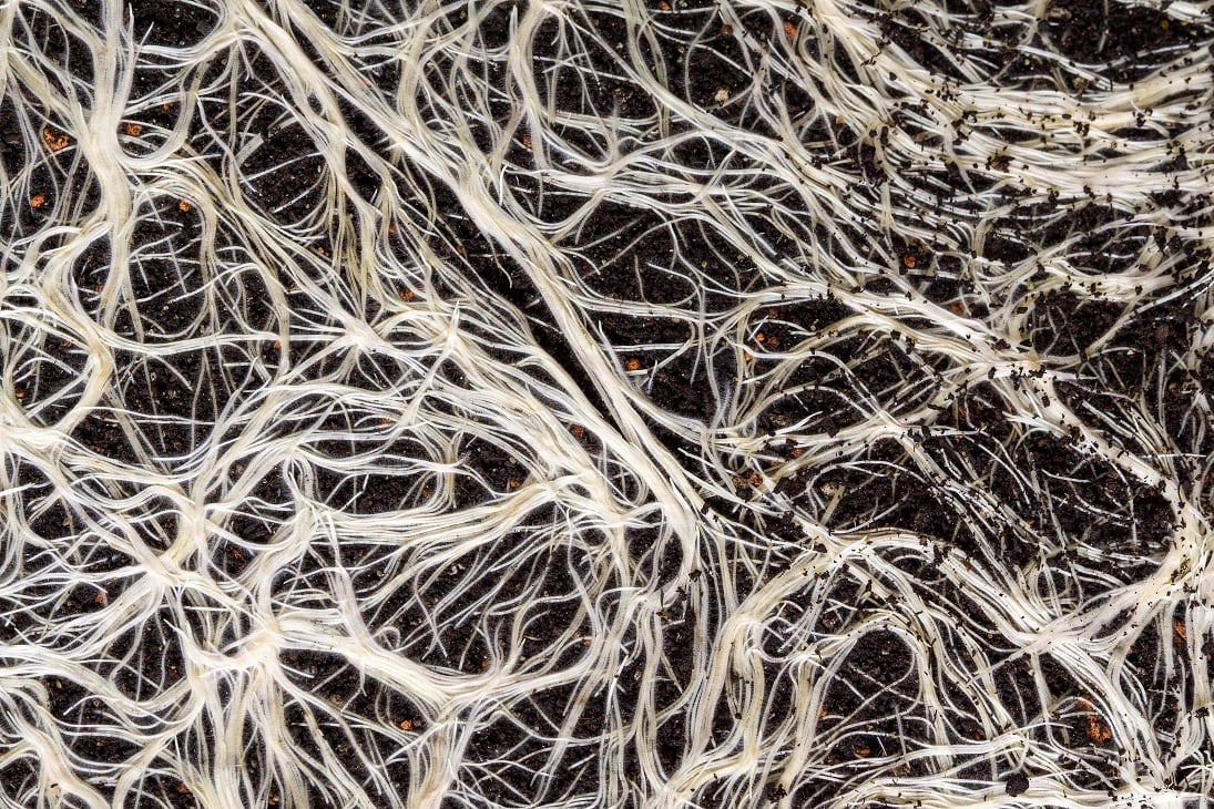 Consumers "will pay more" for the health benefits of fermented protein
